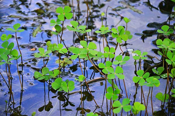 (Marsilea crenata)