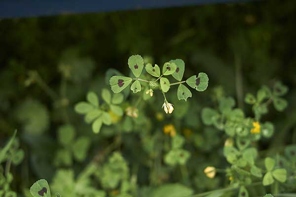 Lucerna arabska (Medicago arabica)