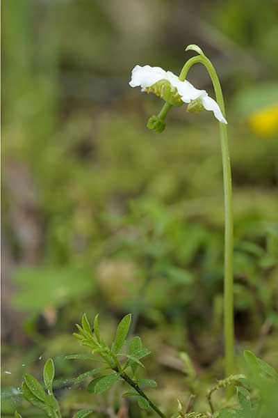 Ortylia jednokwiatowa, gruszycznik jednokwiatowy (Moneses uniflora)