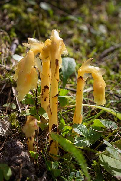 Korzeniówka naga (Monotropa hypophegea)