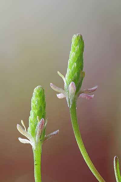 Mysiurek drobny (Myosurus minimus)