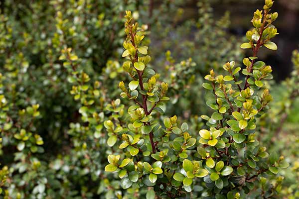 (Myrsine africana)
