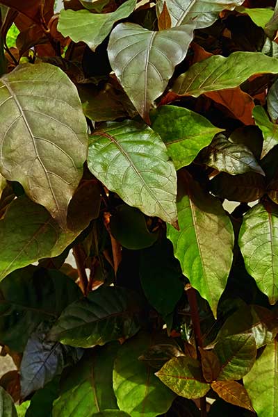 (Nectandra acutifolia)