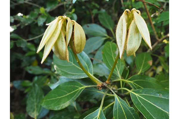 (Neolitsea sericea)