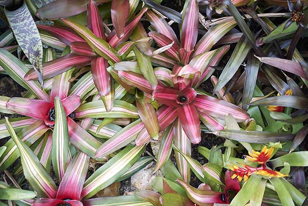 Neoregelia karolińska (Neoregelia carolinae)