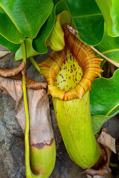 (Nepenthes truncata)