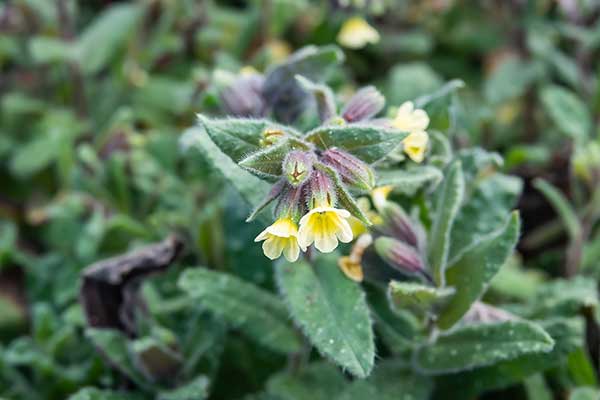 Zapłonka żółta (Nonea lutea)