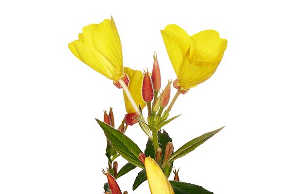 Wiesiołek czerwonokielichowy (Oenothera glazioviana)