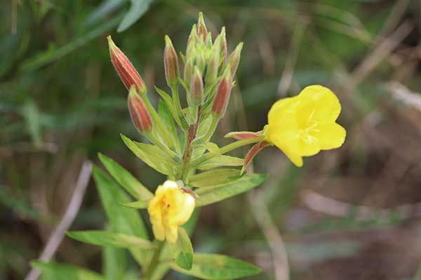 Wiesiołek drobnokwiatowy (Oenothera parviflora)
