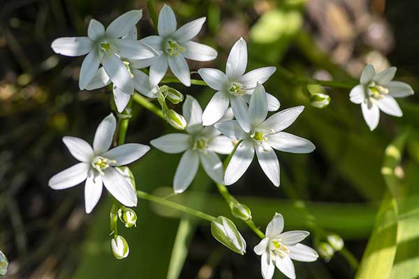 Śniedek baldaszkowy (Ornithogalum umbellatum)