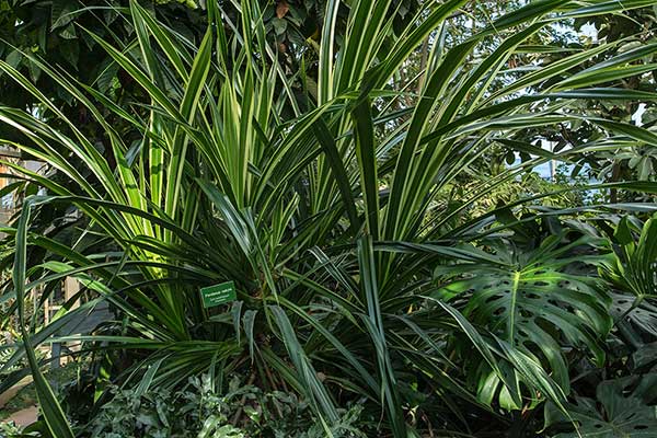 Pandan pachnący (Pandanus tectorius)