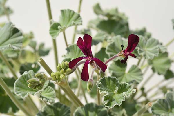 (Pelargonium sidoides)
