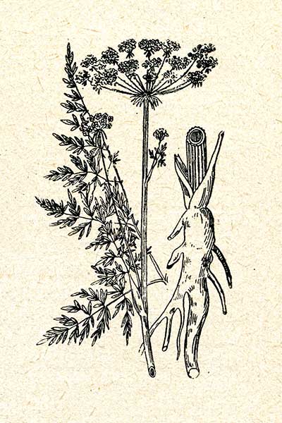 Gorysz błotny (Peucedanum palustre)