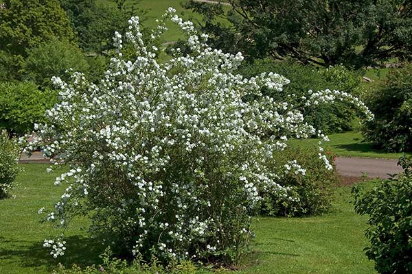 Jaśminowiec Lemoine'a (Philadelphus × lemoinei)