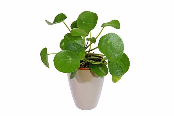 Pilea peperomiowata, pieniążek (Pilea peperomioides)