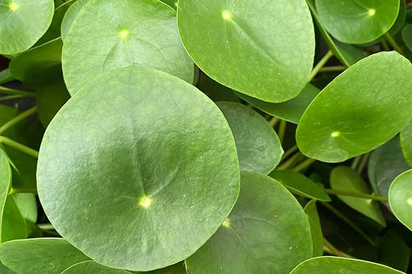 Pilea © Ralf – stock.adobe.com Pilea