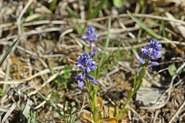 Krzyżownica gorzkawa (Polygala amarella)