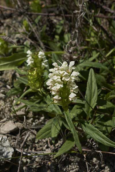 Głowienka kremowa (Prunella laciniata)