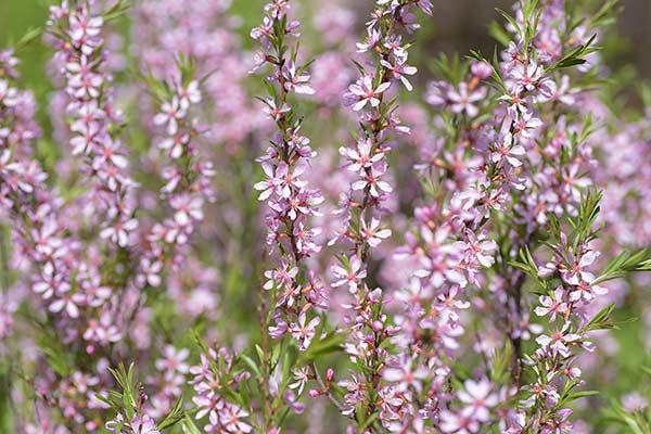 Migdałek karłowaty (Prunus tenella)