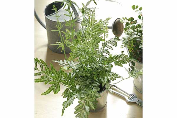 (Pteris quadriaurita)