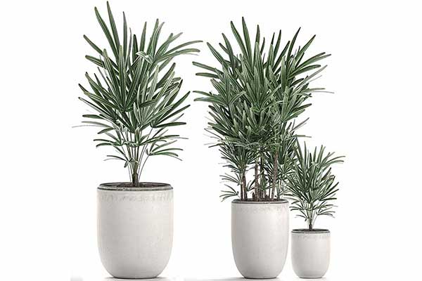(Rhapis excelsa)