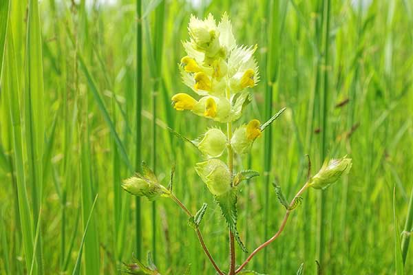 Szelężnik włochaty (Rhinanthus alectorolophus)