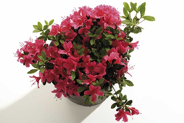 (Rhododendron simsii)