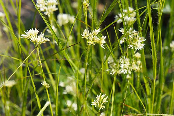 Przygiełka biała (Rhynchospora alba)