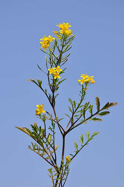 Rzepicha leśna (Rorippa sylvestris)