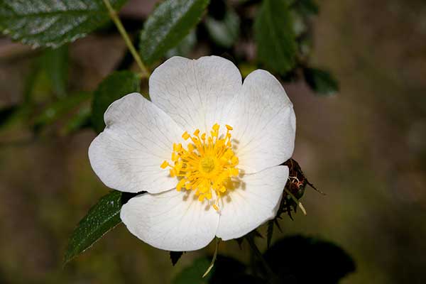 Róża rolna, róża rolowa, róża polna (Rosa agrestis)
