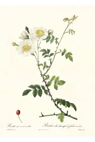 Róża polna (Rosa arvensis)
