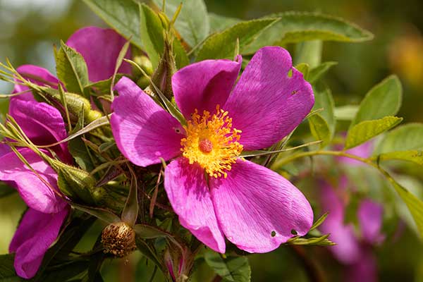 Róża karolińska (Rosa carolina)