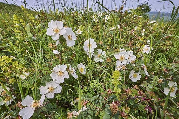 Róża gęstokolczasta (Rosa pimpinellifolia)