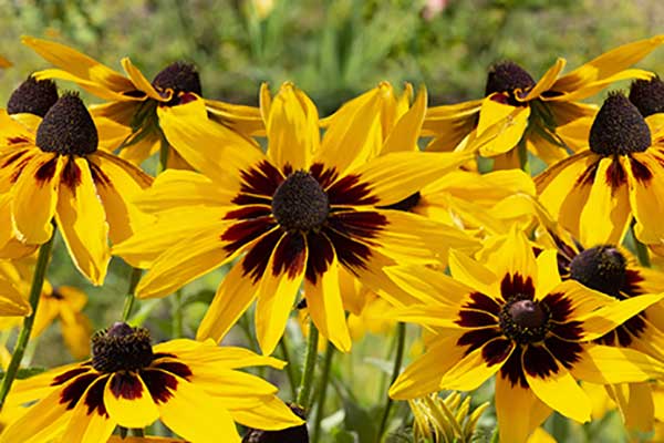 Rudbekia owłosiona (Rudbeckia hirta)