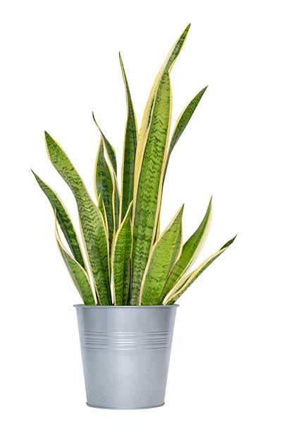 Sansewieria gwinejska (Sansevieria trifasciata)