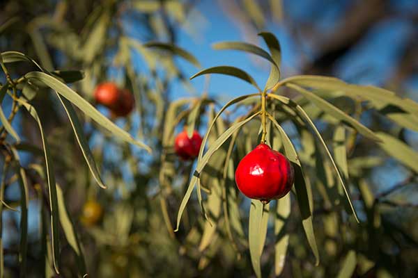(Santalum acuminatum)