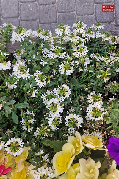  (Scaevola aemula)