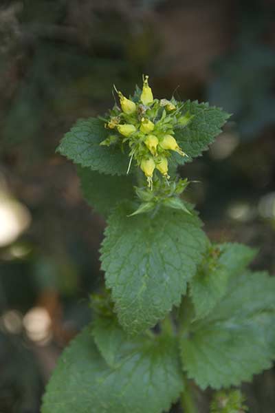 Trędownik wiosenny (Scrophularia vernalis)