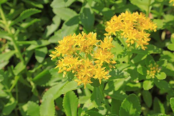 Rozchodnik Maksimowicza (Sedum aizoon)