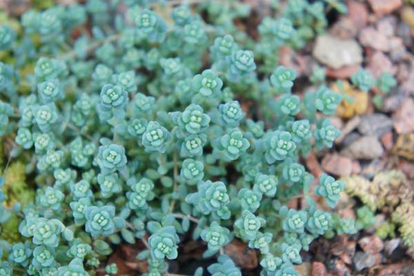 Rozchodnik brodawkowaty (Sedum dasyphyllum)