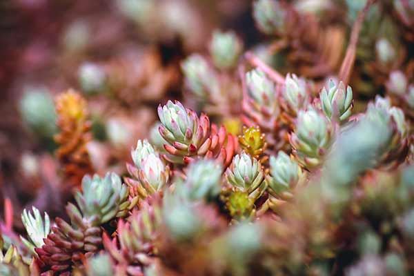 Rozchodnik Forstera (Sedum forsterianum)