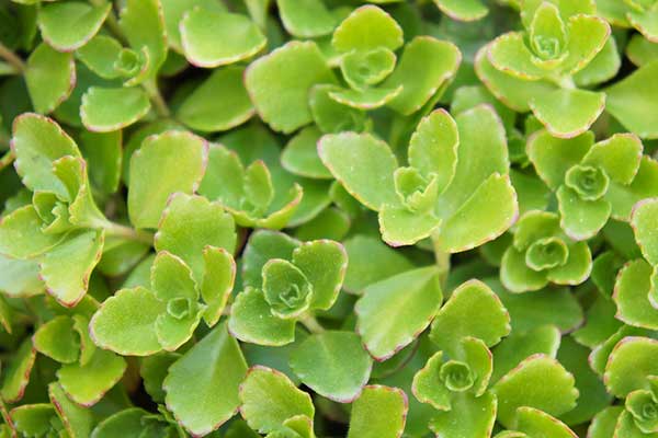 Rozchodnik mieszańcowy (Sedum hybridum)