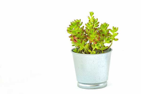 (Sedum rubrotinctum)