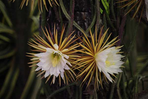 Królowa nocy, selenicereus wielkokwiatowy (Selenicereus grandiflorus)
