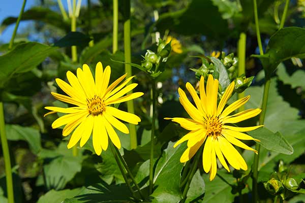 Sylfium przerosłe (Silphium perfoliatum)