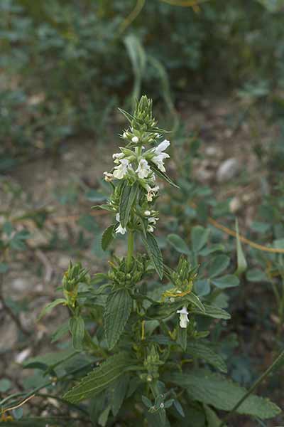 Czyściec roczny (Stachys annua)