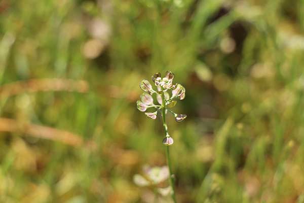 Chroszcz nagołodygowy (Teesdalia nudicaulis)