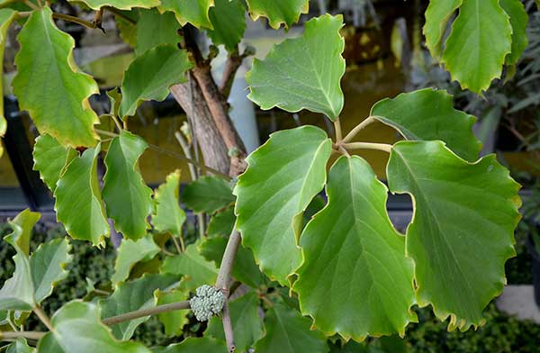 Kasztanowa winorośl (Tetrastigma voinierianum)