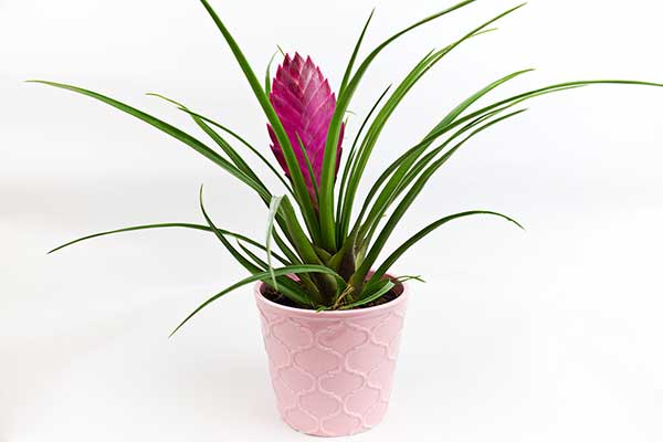 Oplątwa niebieskawa, oplątwa modra (Tillandsia cyanea)