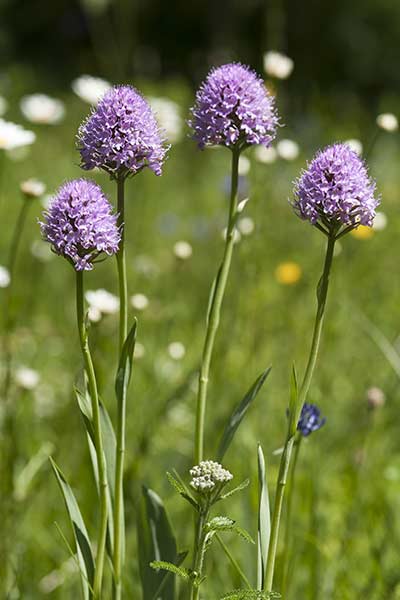 Storczyca kulista (Traunsteinera globosa)